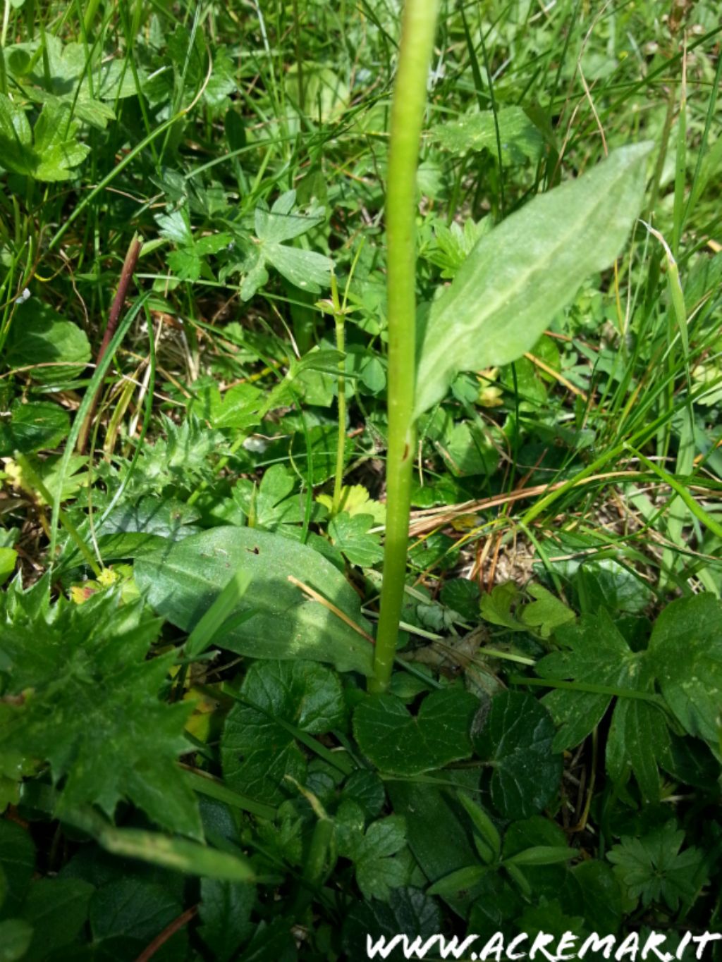 Coeloglossum viride