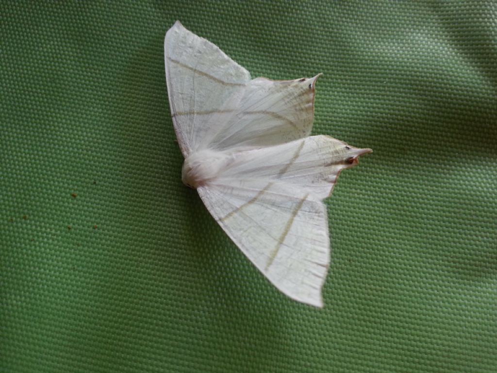 falena da identificare