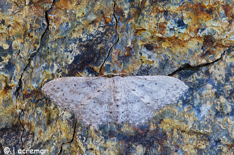 Geometridae da identificare - Idaea seriata, Geometridae