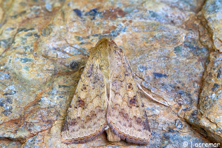 Falena da identificare - Helicoverpa armigera, Noctuidae