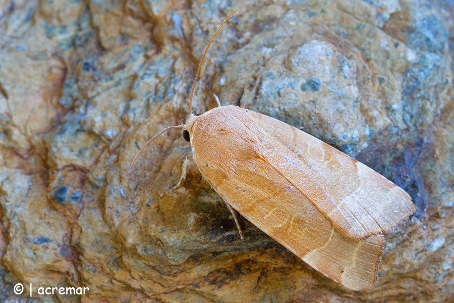 Falena da identificare - Noctua sp., Noctuidae