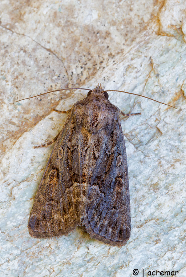 Falena da identificare 2 - Thalpophila matura, Noctuidae