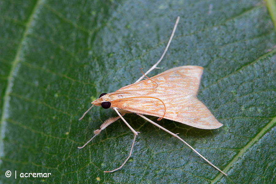 Crambidae? S, Antigastra catalaunalis