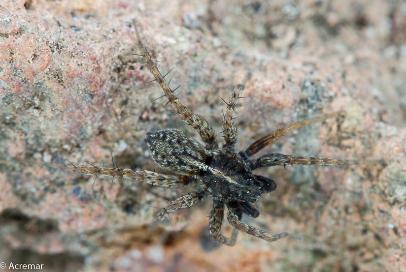 Pardosa sp.  - isola di Capraia (LI)