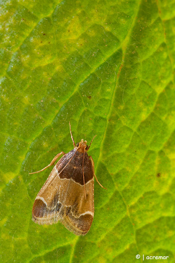 Falena da identificare: Pyralis farinalis - Pyralidae