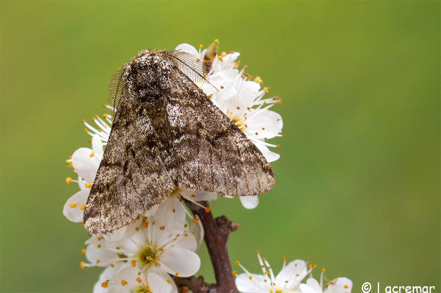 Noctuidae??? No, Geometridae: Lycia hirtaria