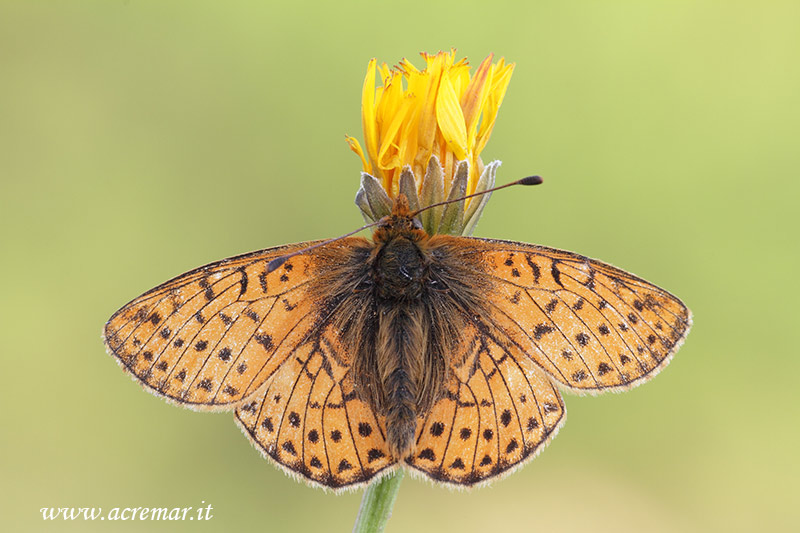 Boloria?? - Boloria (Boloria) cf. pales