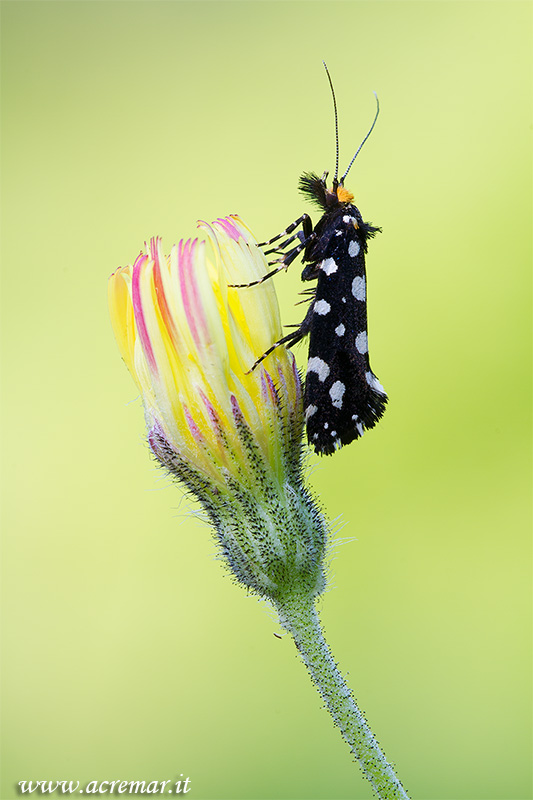 Euplocamus anthracinalis