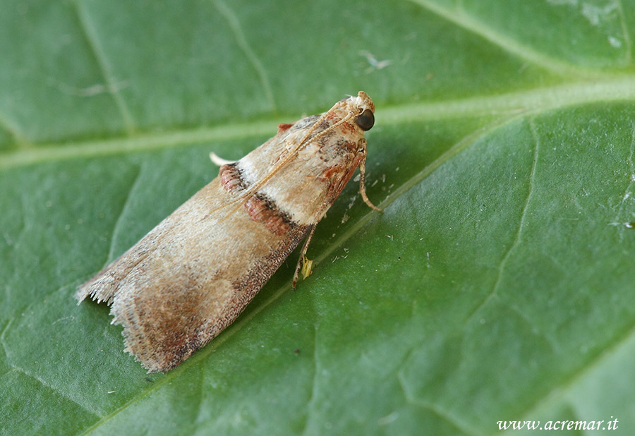 piccolo lepidottero da identificare