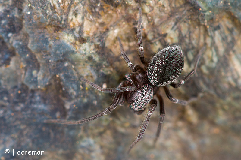 Dictynidae:  Dictyna sp.  - prov. GE