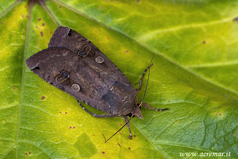 Larva da identificare