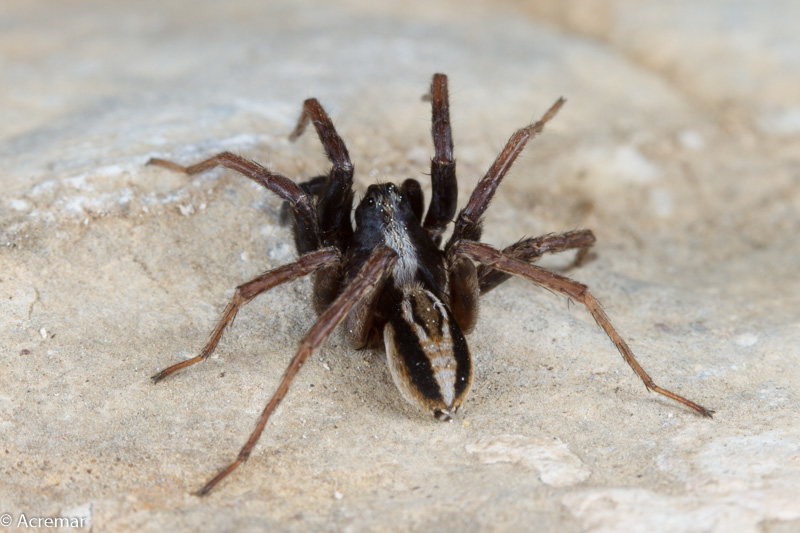 Lycosidae: Alopecosa sp., maschio - Val d''Aosta