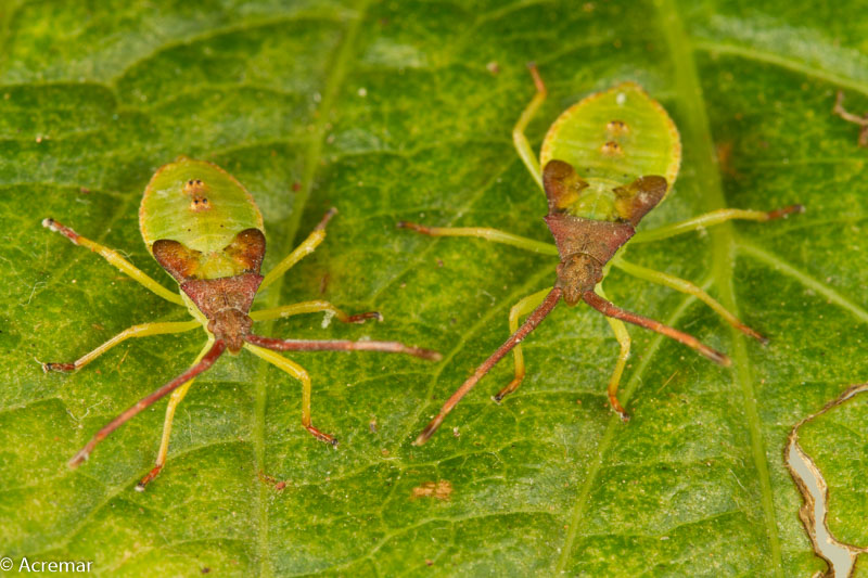 Hemiptera da identificare