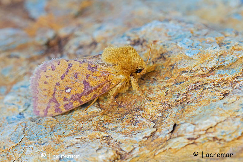 Falena da identificare - Pharmacis aemilianus