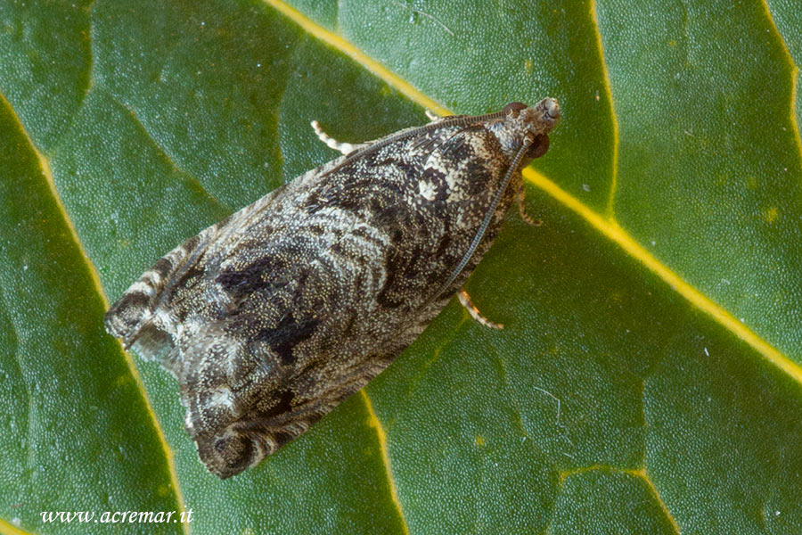 piccola falena da identificare