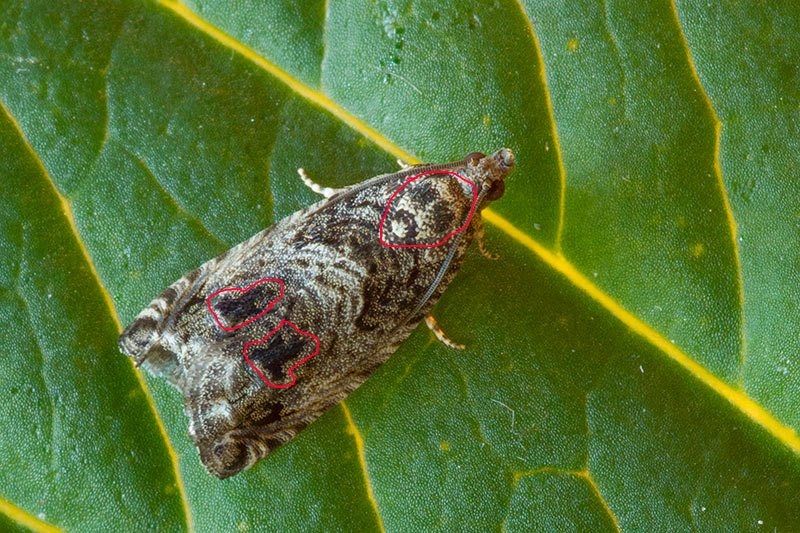 piccola falena da identificare