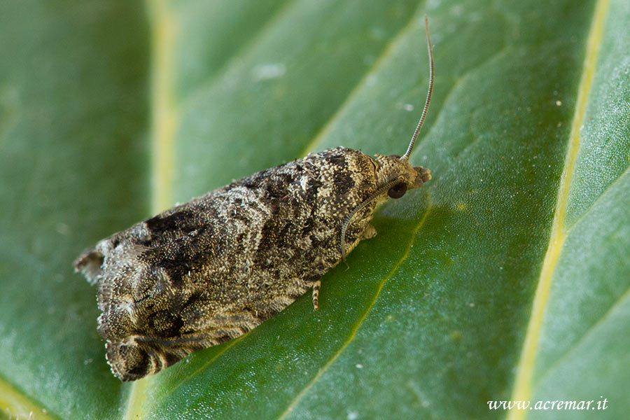 piccola falena da identificare