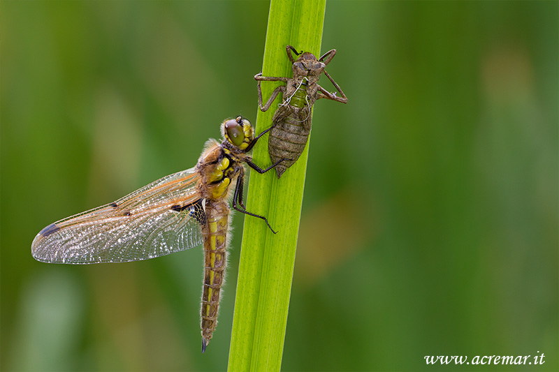 Libellula da identificare