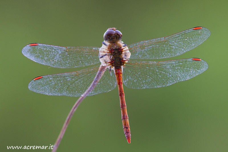 Libellula da identificare