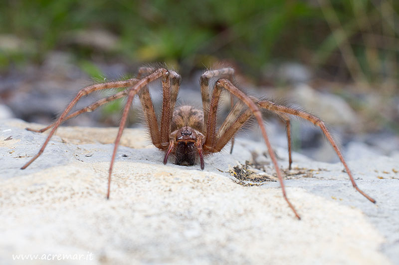 Tegenaria parietina - Genova (GE)