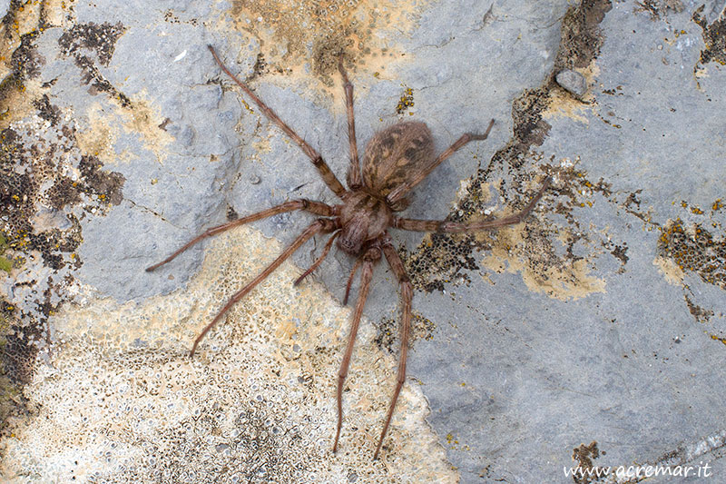 Tegenaria parietina - Genova (GE)