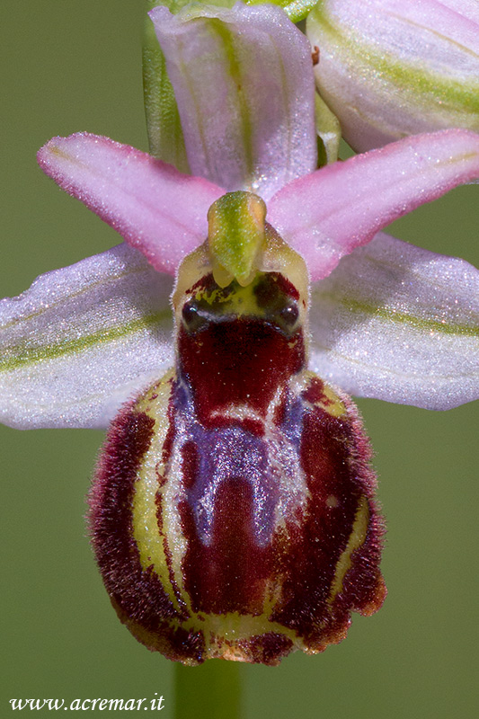 Ophrys exaltata subsp. montis-leonis