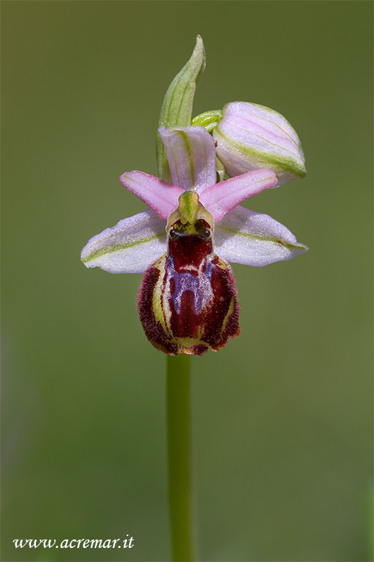 Ophrys exaltata subsp. montis-leonis