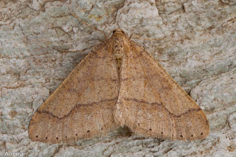 Falena da identificare 3 - Agriopis marginaria