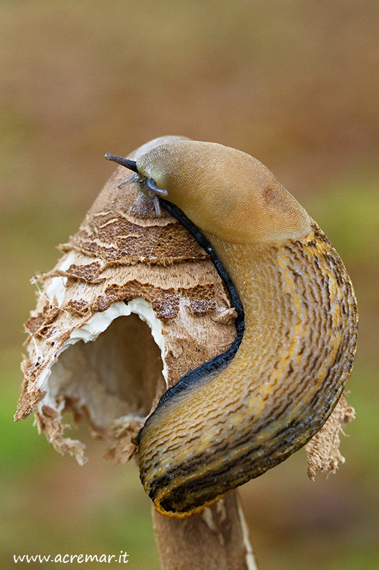 Limax aldrovandi Moquin-Tandon 1855 da Portofino (GE)