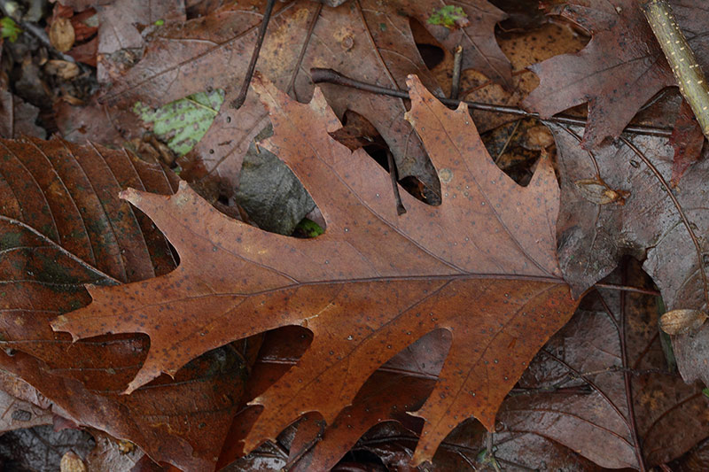 Quercus rubra