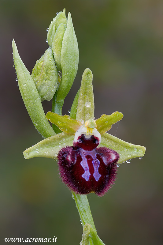 Ophrys incubacea ?