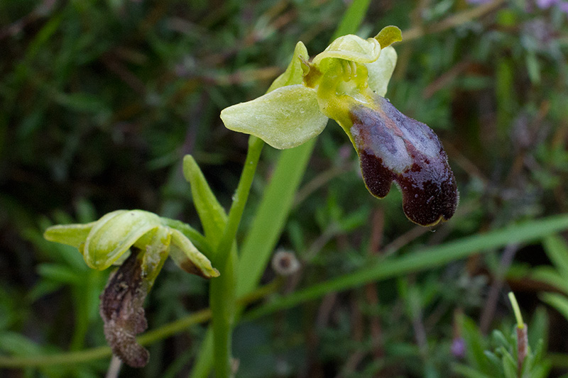 Ophrys delforgei?