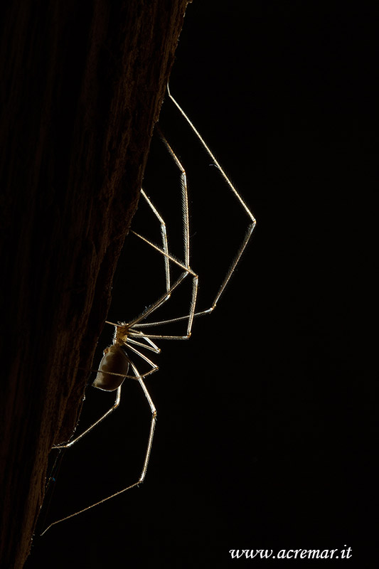 Pholcus phalangioides - Genova (GE)