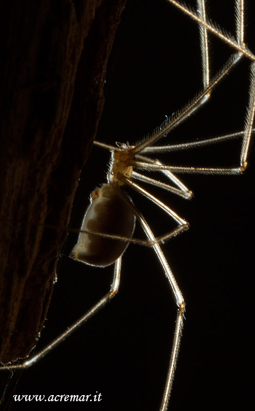 Pholcus phalangioides - Genova (GE)