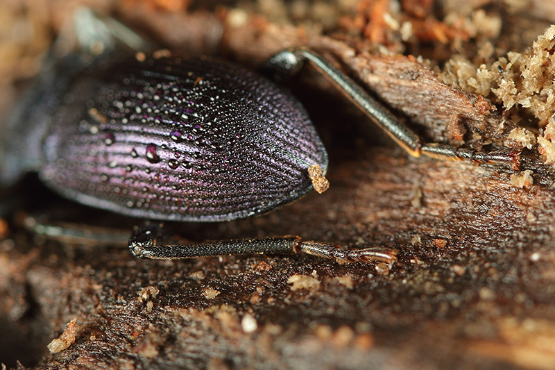 Coleottero da identificare 2: Helops coeruleus?