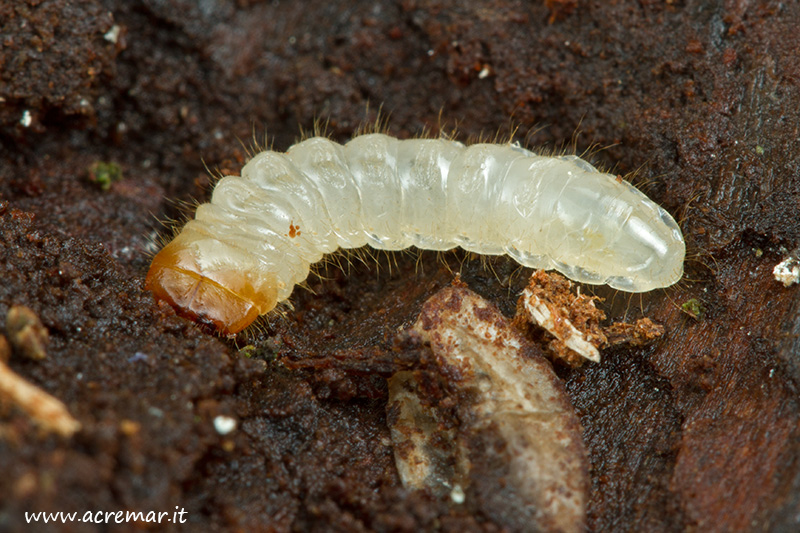 Larva da identificare 2: Cerambycidae