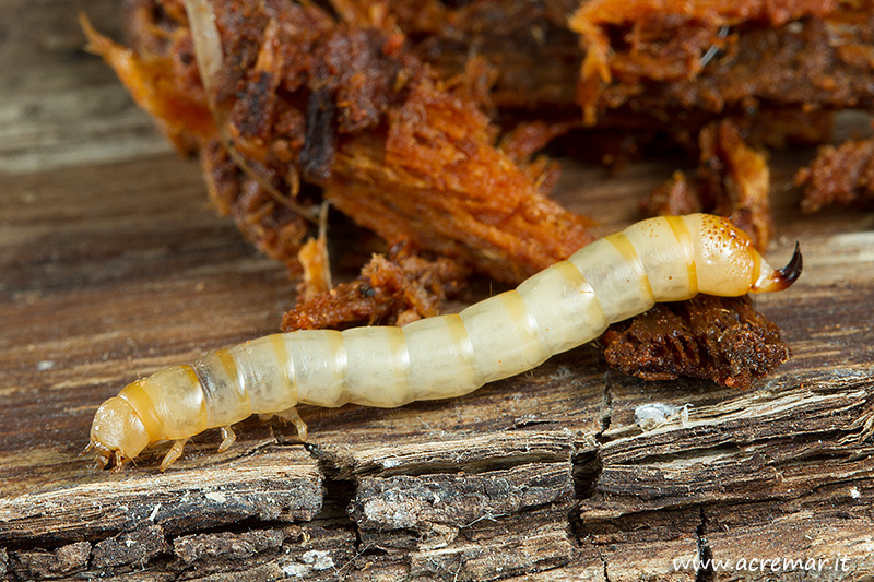 Larva da identificare: Helops cfr coeruleus