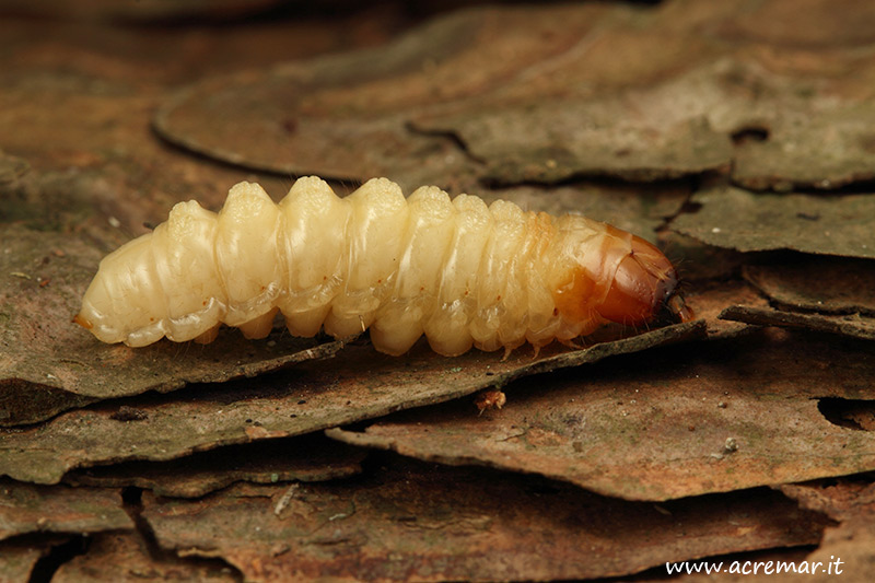 Larva da identificare 3: probabilmente Rhagium