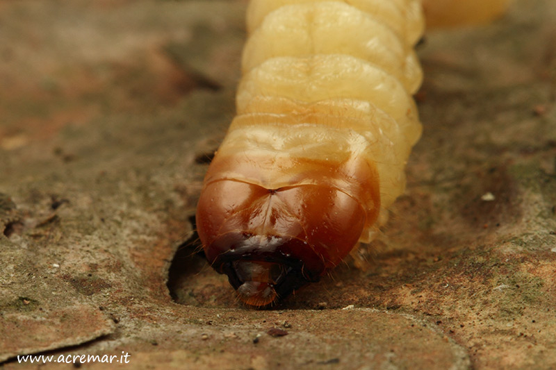 Larva da identificare 3: probabilmente Rhagium