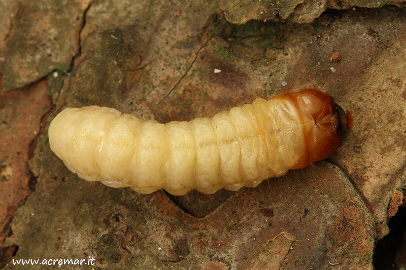 Larva da identificare 3: probabilmente Rhagium