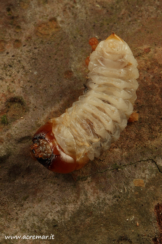 Larva da identificare 3: probabilmente Rhagium