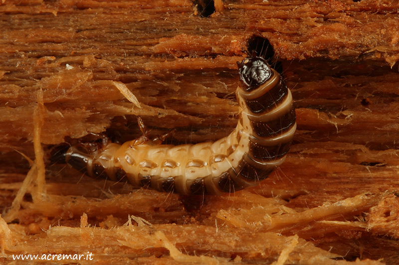 Larva da identificare 4: Elateridae