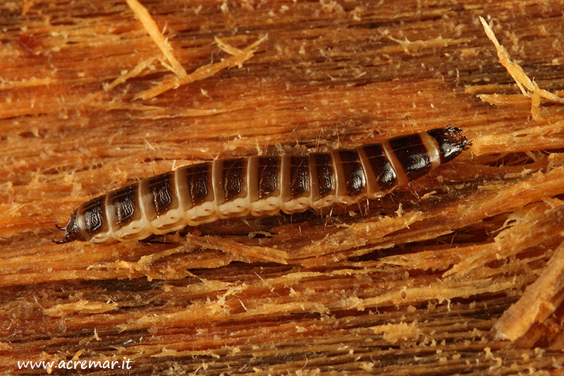 Larva da identificare 4: Elateridae