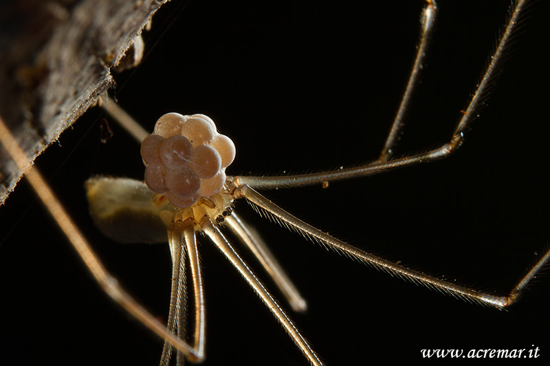 Pholcus phalangioides - Genova (GE)