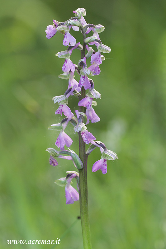 Anacamptis morio ?