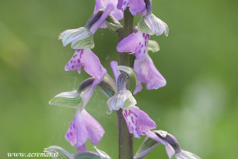 Anacamptis morio ?