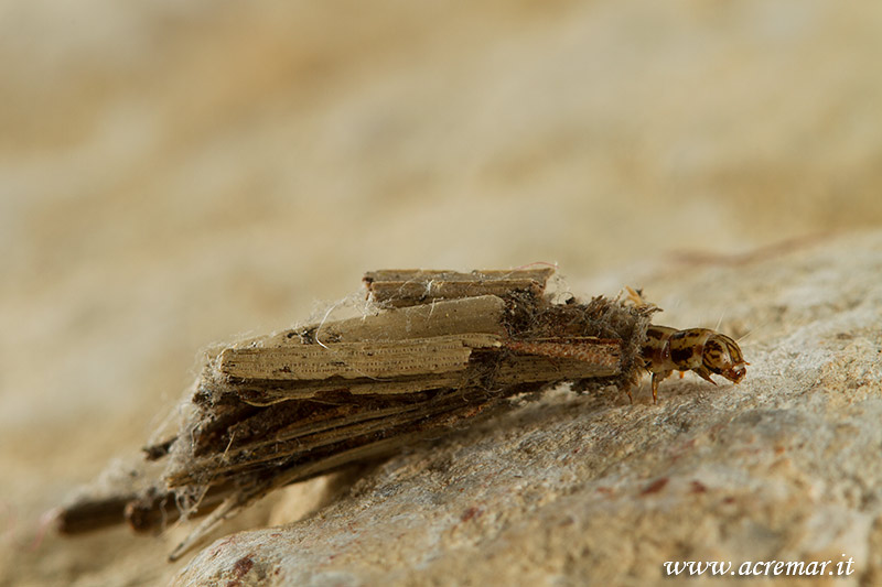 Sembra un tricottero - larva di Psychidae