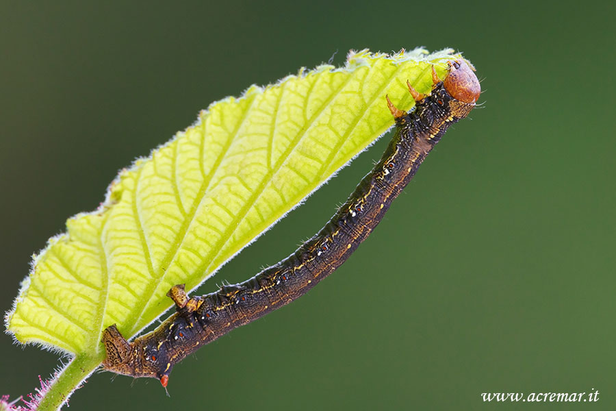 Geometridae ?