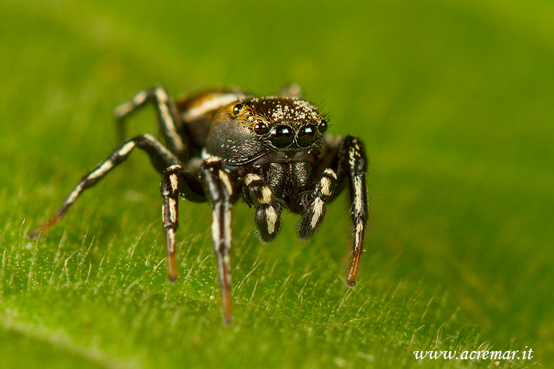 Heliophanus sp. - Genova (GE)