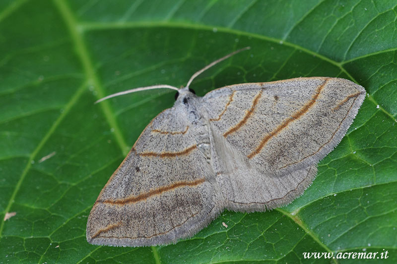 Falena da identificare